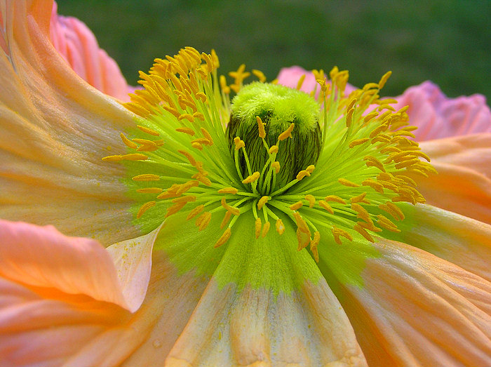 Seidiger Mohn