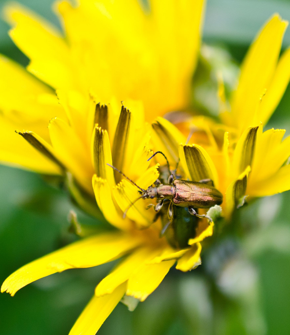 Seidiger Rohrkäfer auf Butterblume