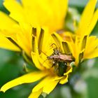 Seidiger Rohrkäfer auf Butterblume