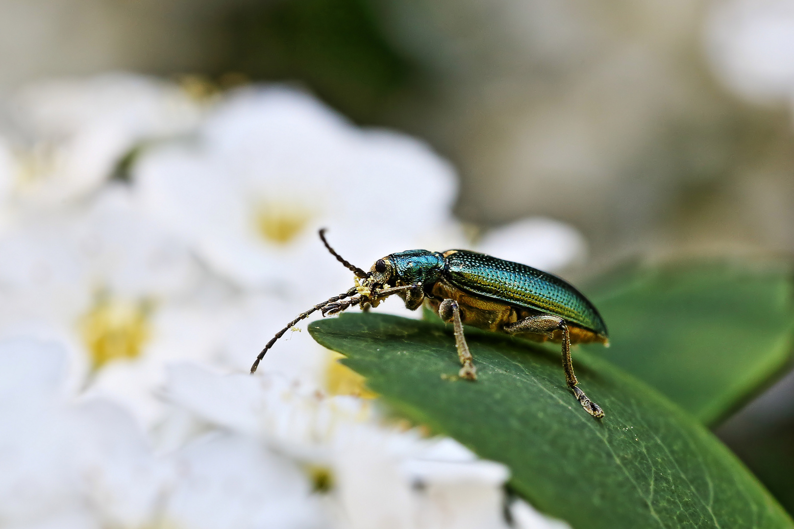 Seidiger Rohrkäfer