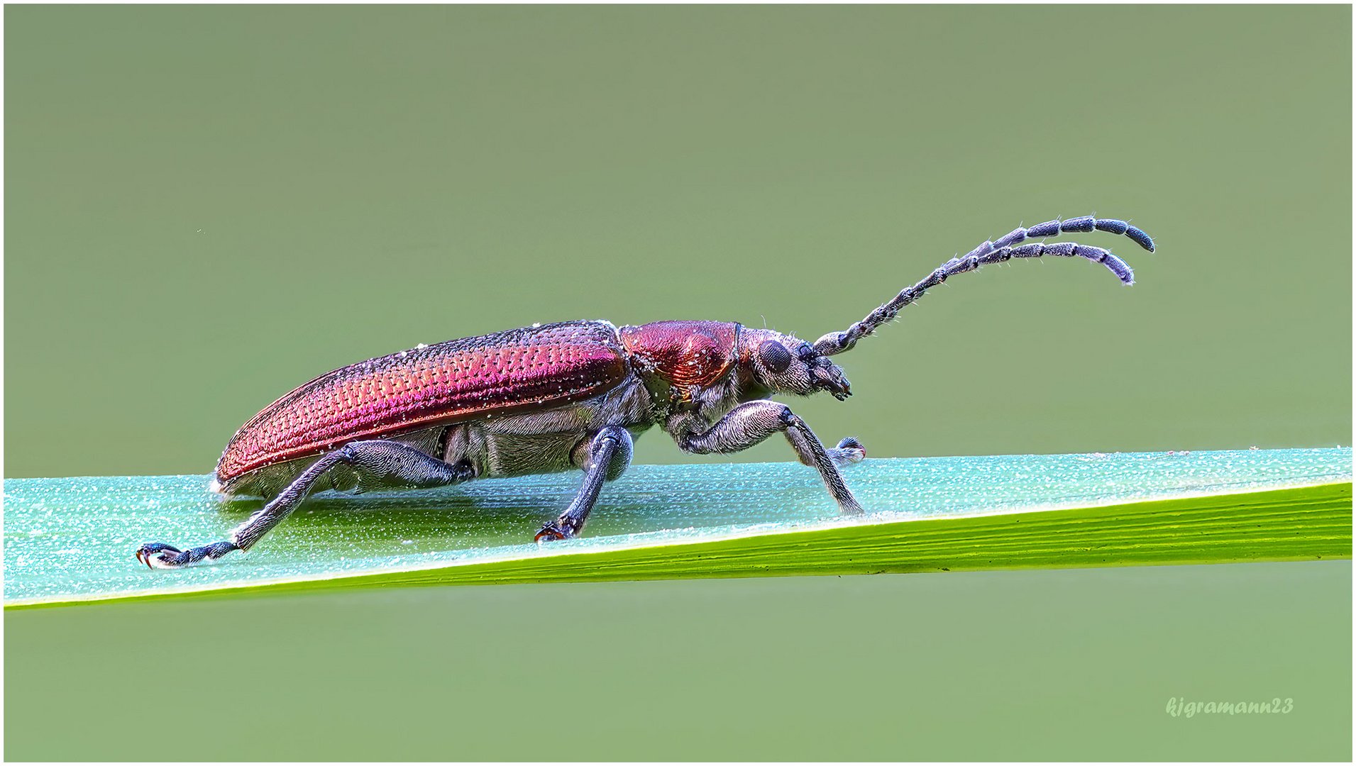 seidiger rohrkäfer (plateumaris sericea) ....