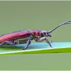 seidiger rohrkäfer (plateumaris sericea) ....