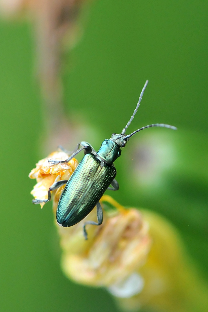 Seidiger Rohrkäfer (Plateumaris sericea)