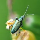 Seidiger Rohrkäfer (Plateumaris sericea)