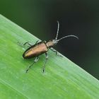 Seidiger Rohrkäfer (Plateumaris sericea)