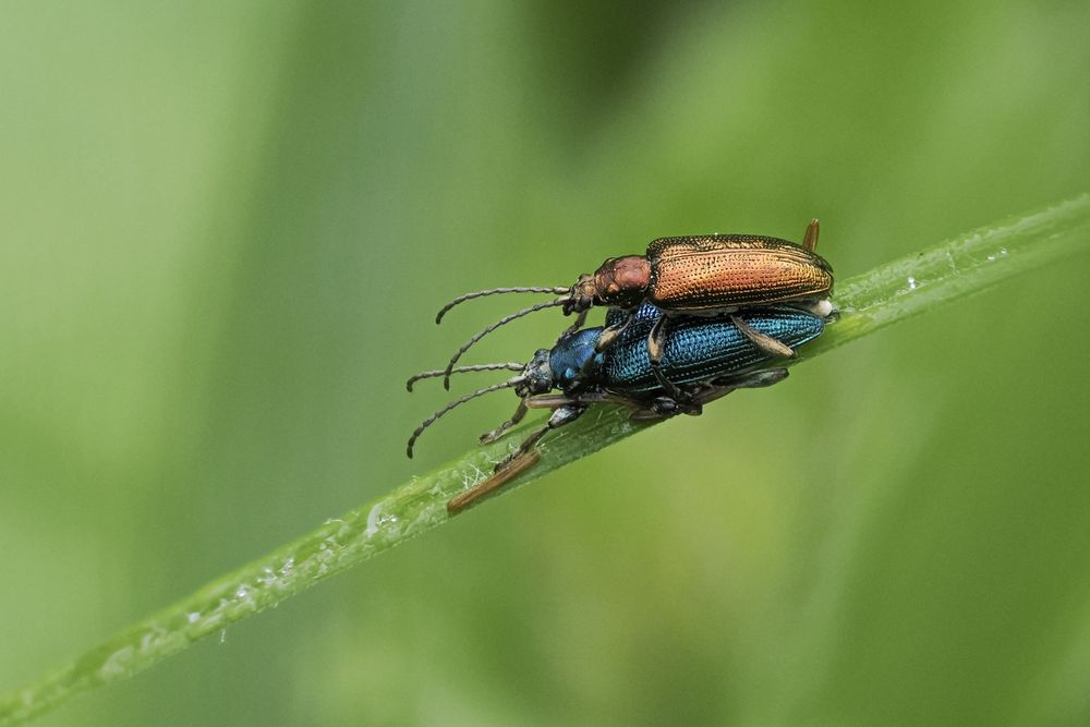 Seidiger  Rohrkäfer ( Plateumaris sericea )