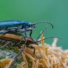 Seidiger Rohrkäfer ( Plateumaris sericea )