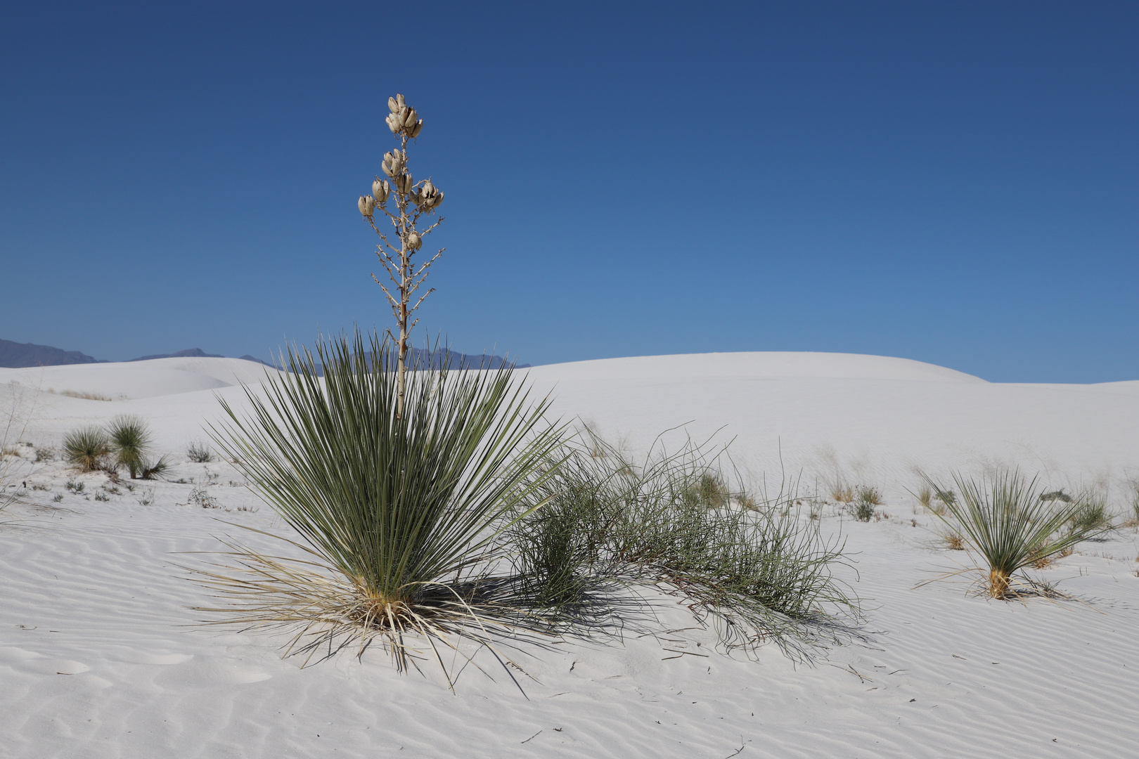 Seifen-Yucca (Yucca elata) / White Sands NM - Reloaded