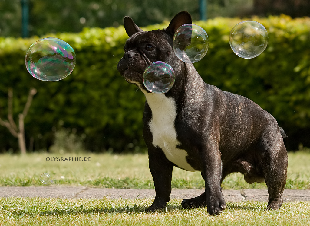 Seifenblasen Foto & Bild | tiere, haustiere, hunde Bilder auf fotocommunity