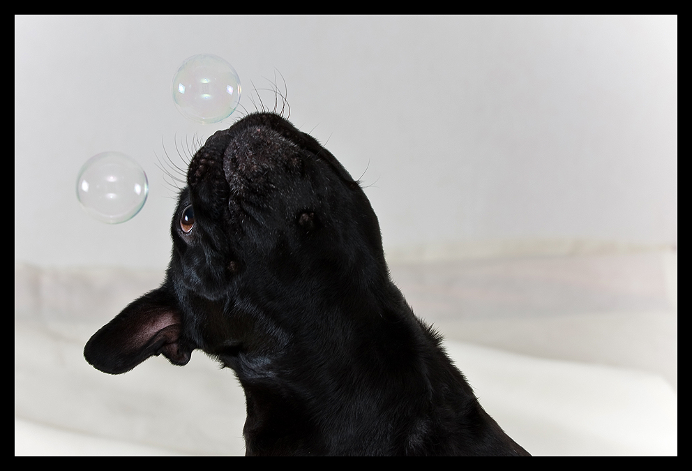 Seifenblasen... Foto & Bild | tiere, haustiere, hunde Bilder auf