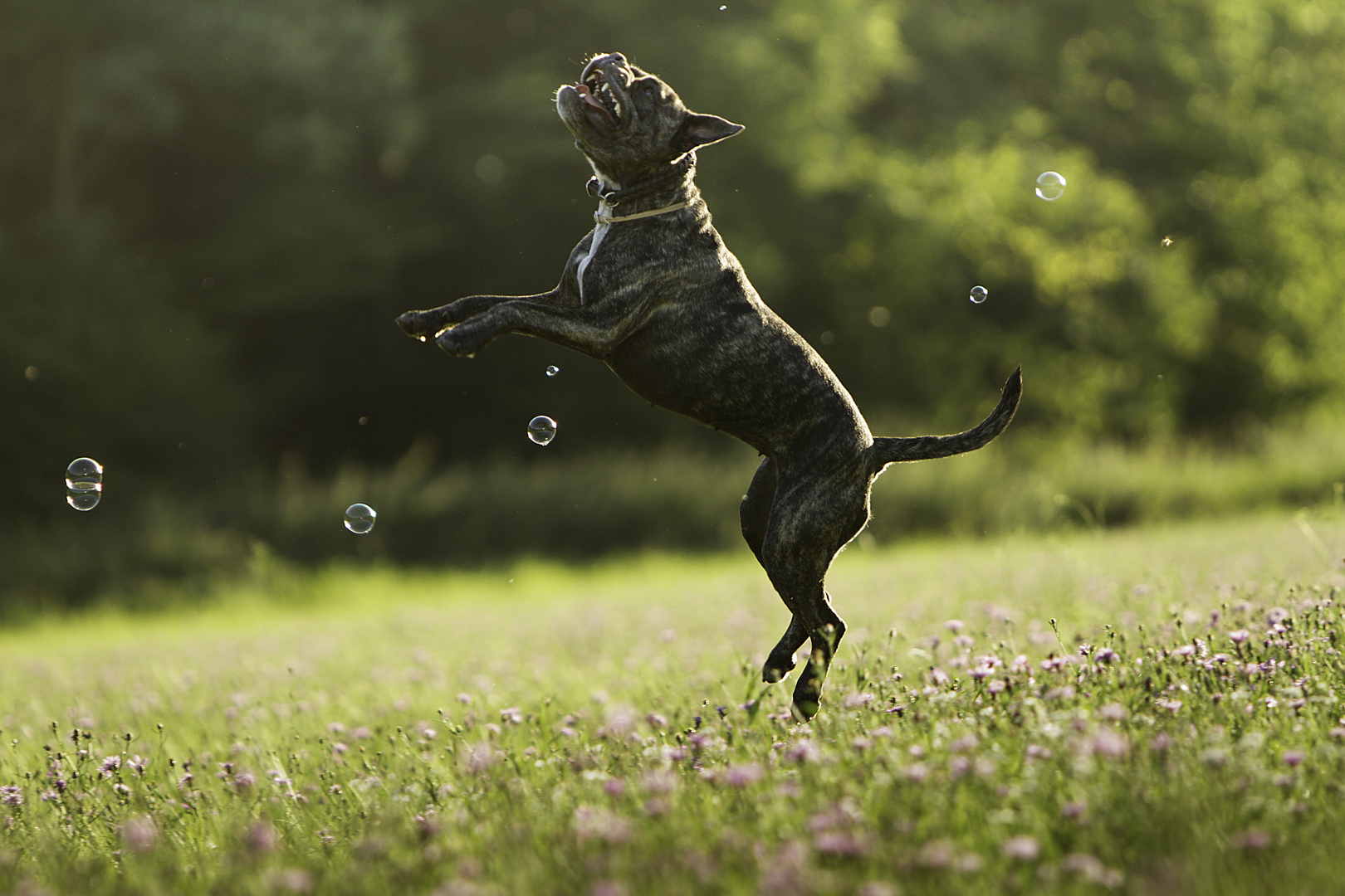 Seifenblasen Foto &amp; Bild tiere, haustiere, hunde Bilder auf