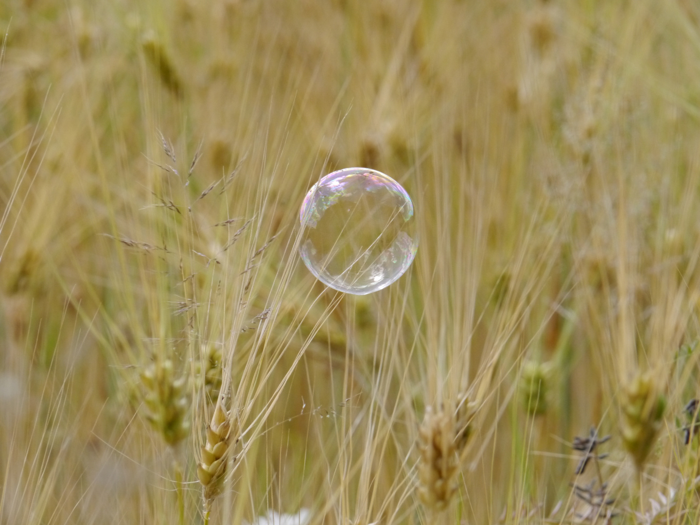 Seifenblasen im Kornfeld