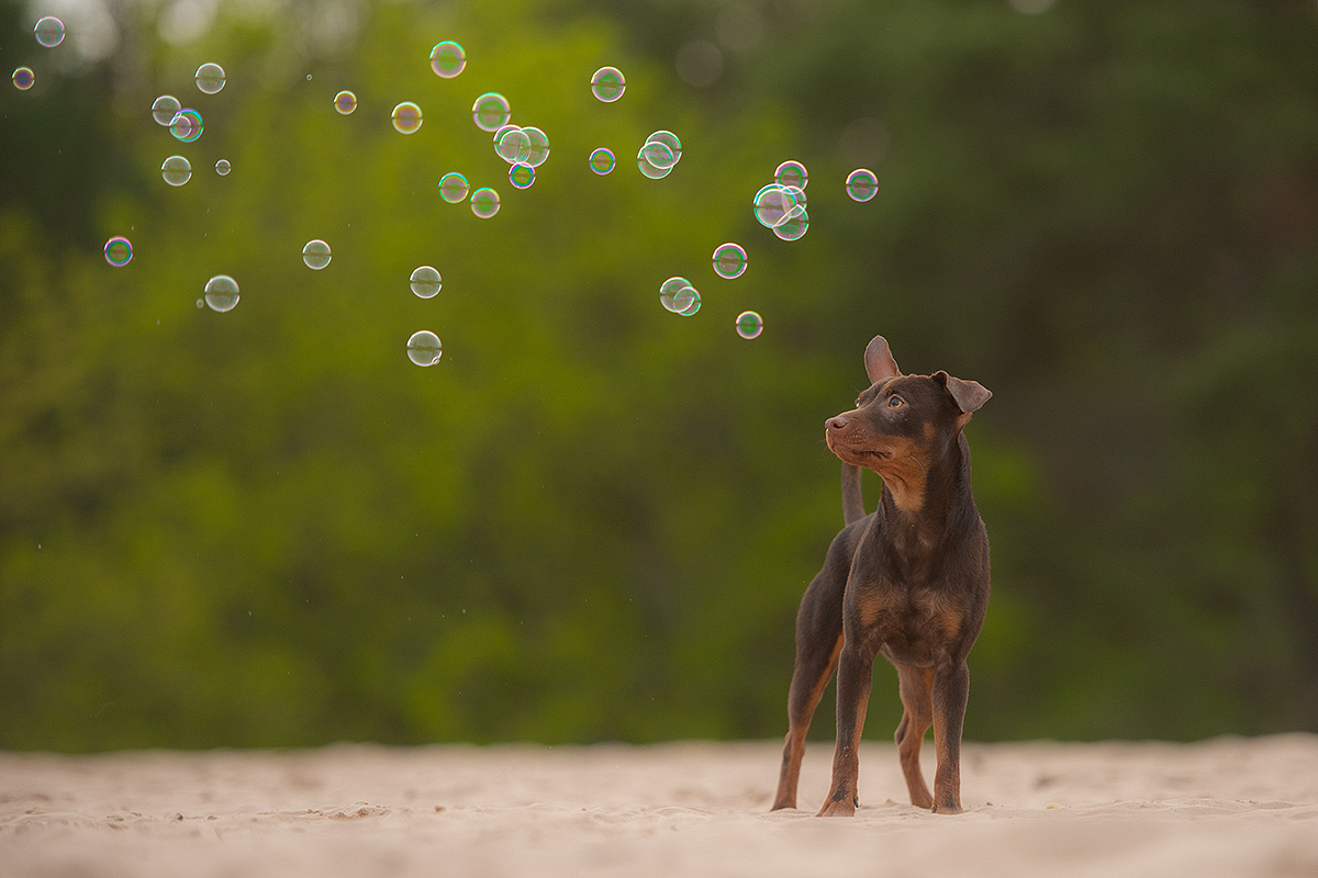 Seifenblasen sind wie Träume, 