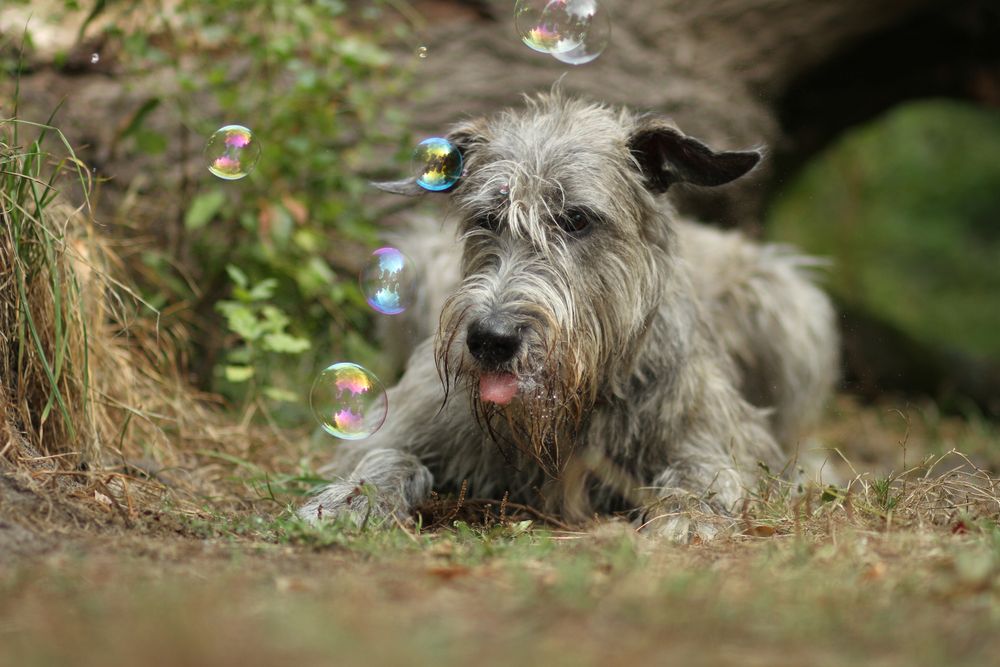 Seifenblasen Tag Foto &amp; Bild tiere, haustiere, hunde Bilder auf
