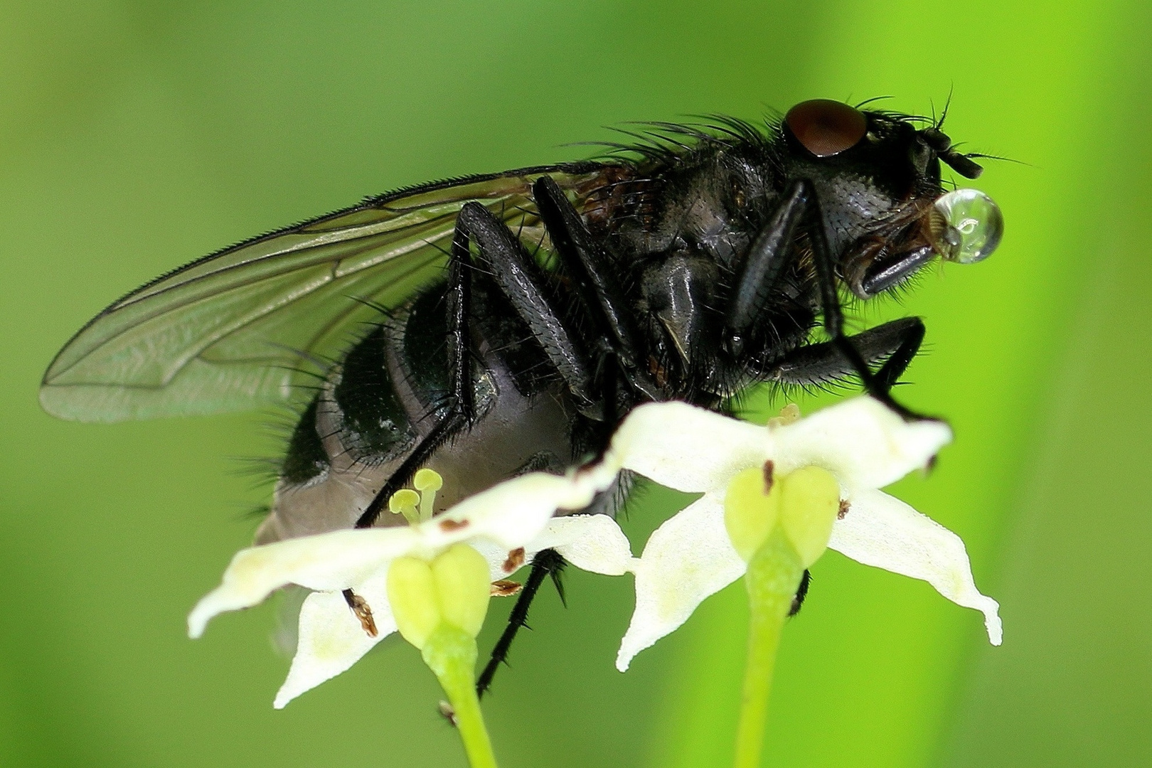 Seifenblasenmacher