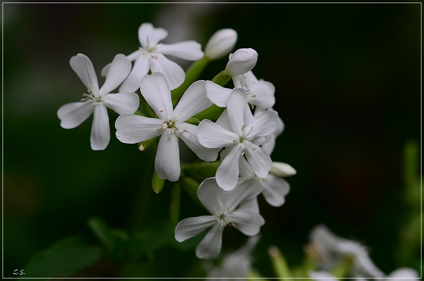 Seifenblume