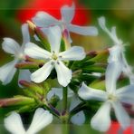 Seifenblume vor Mohn.........