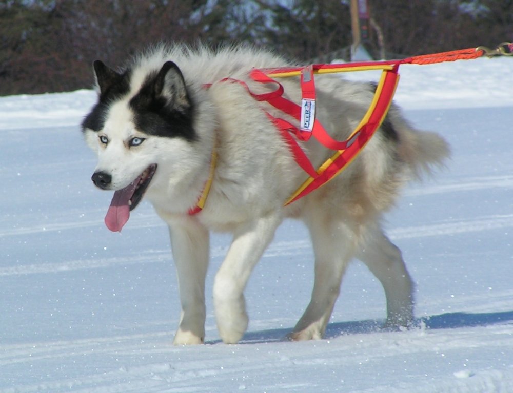 Seiffen - 6.internationales Schlittenhunderennen