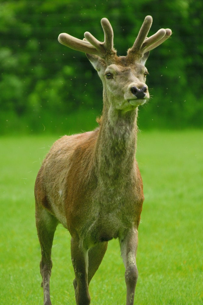 seigneur des forets