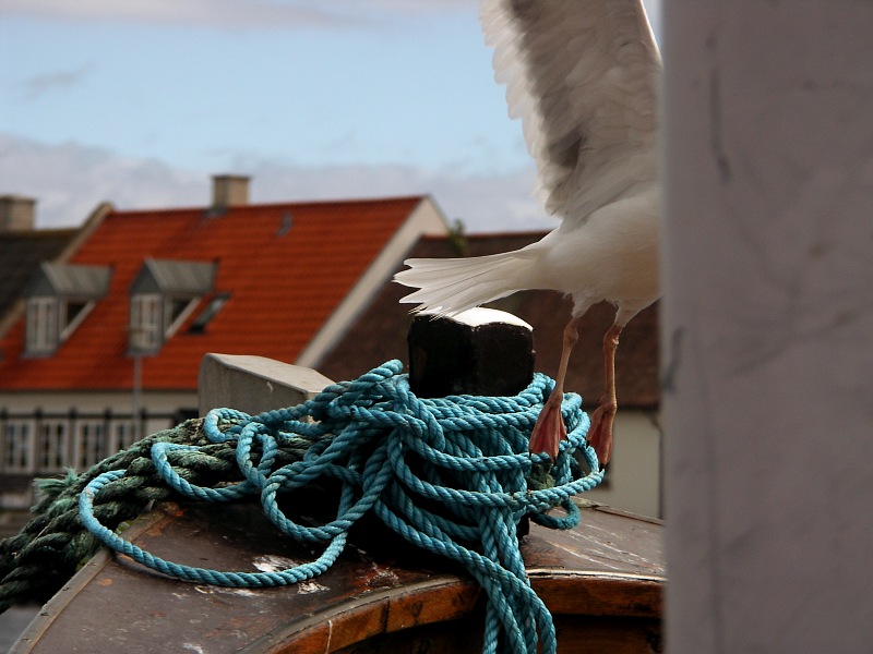 Seil, Schiff, Möwe, Haus, Himmel