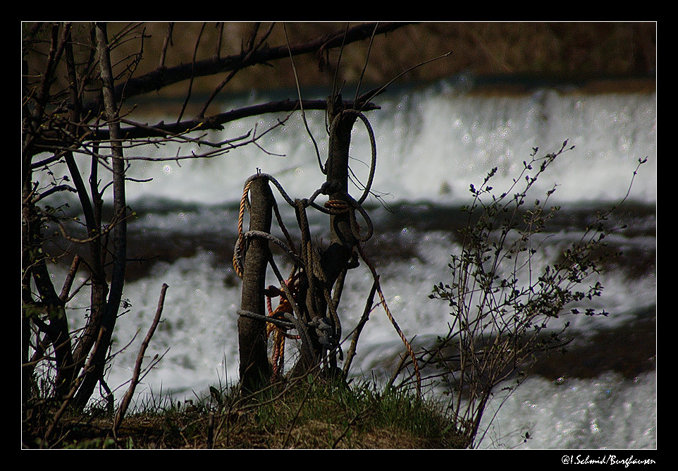 * Seilknoten in der NATUR *