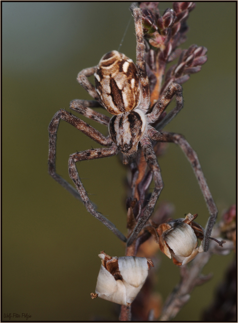 Seilt sich ab: Heideflachstrecker (Rhysodromus histrio)