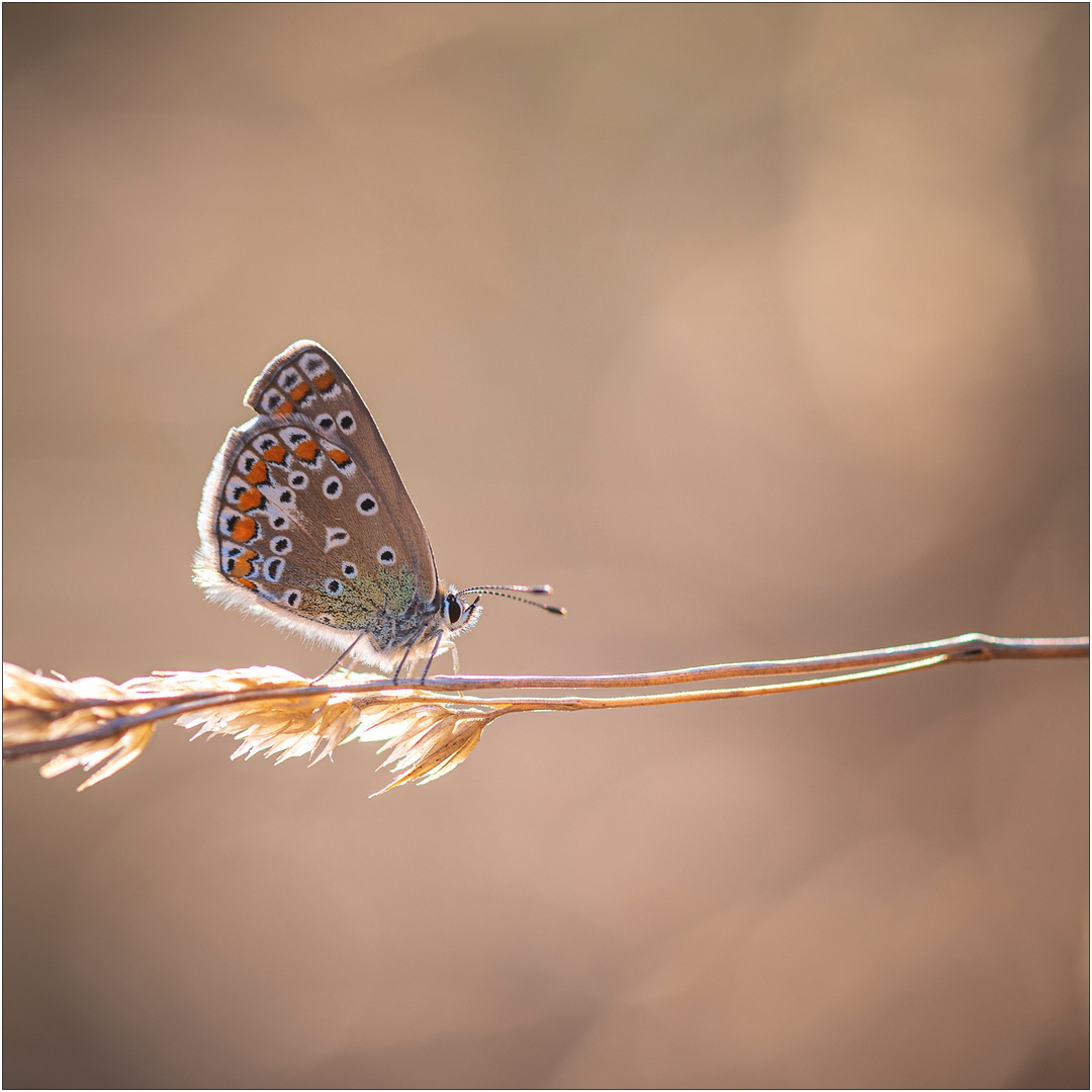 Seiltänzer Foto & Bild | natur, tiere, wildlife Bilder auf fotocommunity