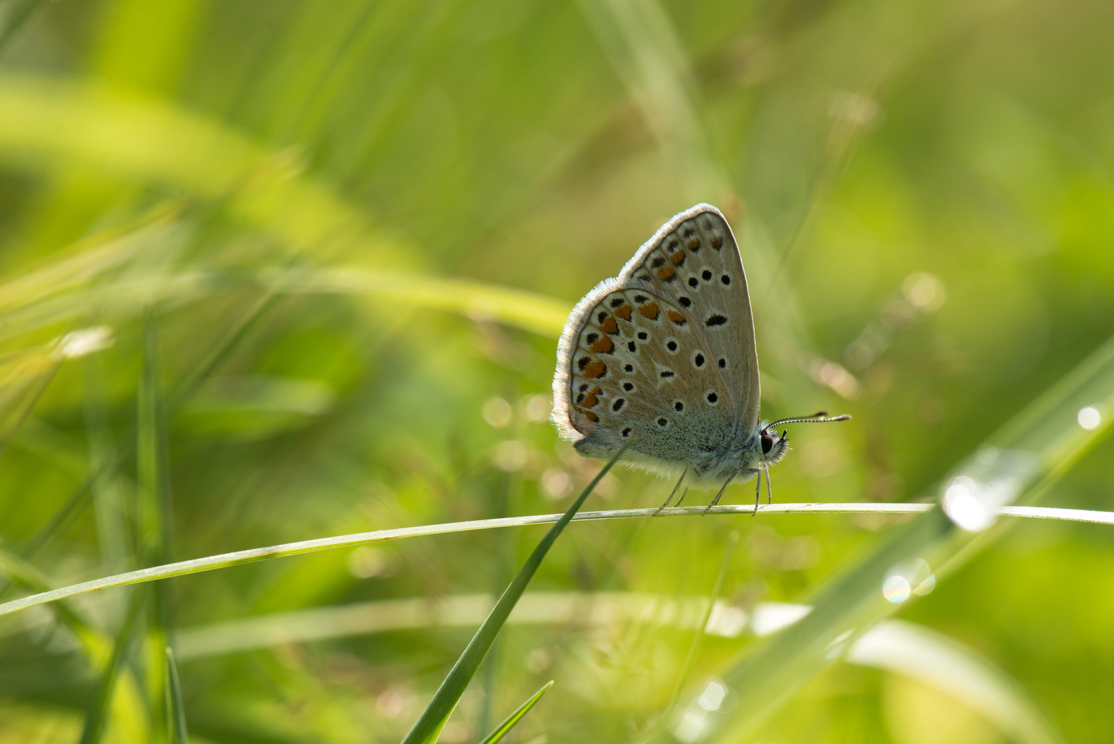 Seiltänzer Foto & Bild | tiere, wildlife, schmetterlinge Bilder auf ...