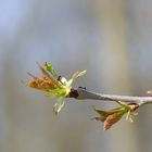 Seiltanz zum Frühlingserwachen