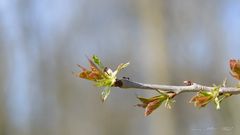 Seiltanz zum Frühlingserwachen