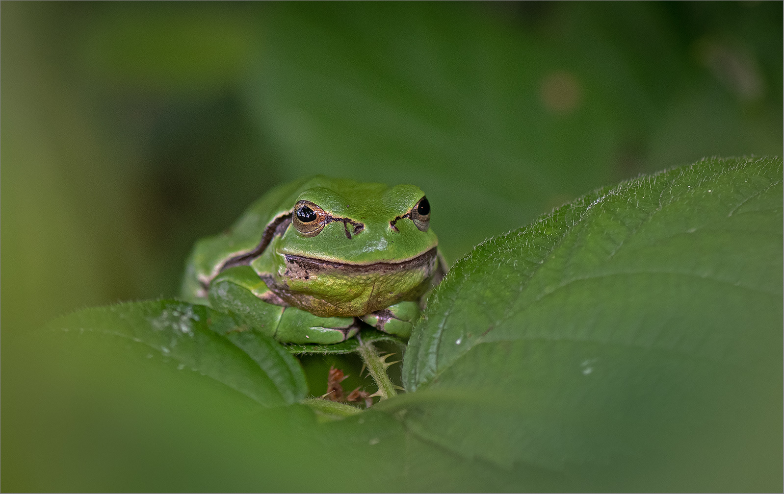 Sein Blatt   . . .   sein Platz   . . .