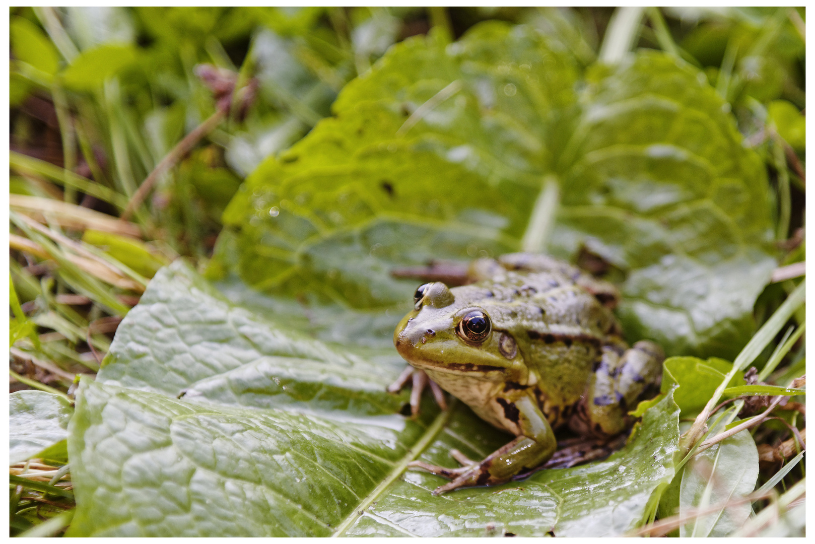 sein doch ein Frosch