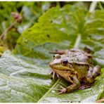 sein doch ein Frosch