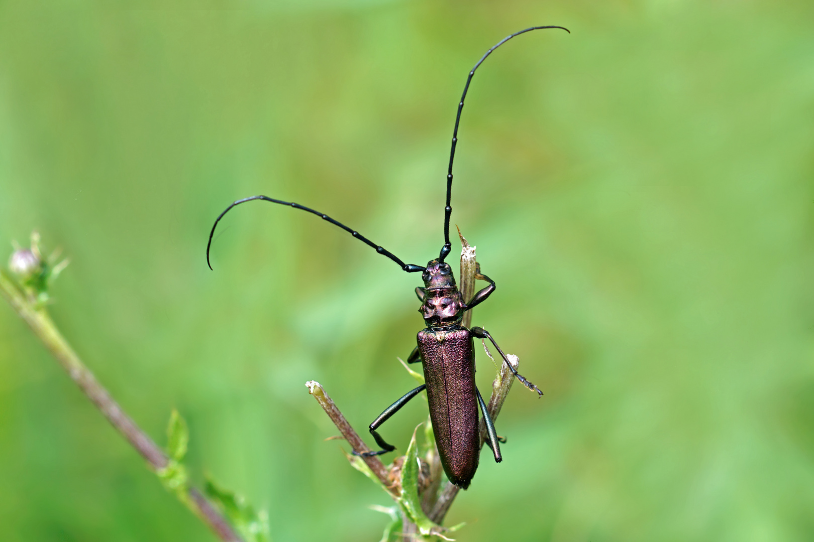 Sein Duft macht die Weibchen wild: Moschusbock