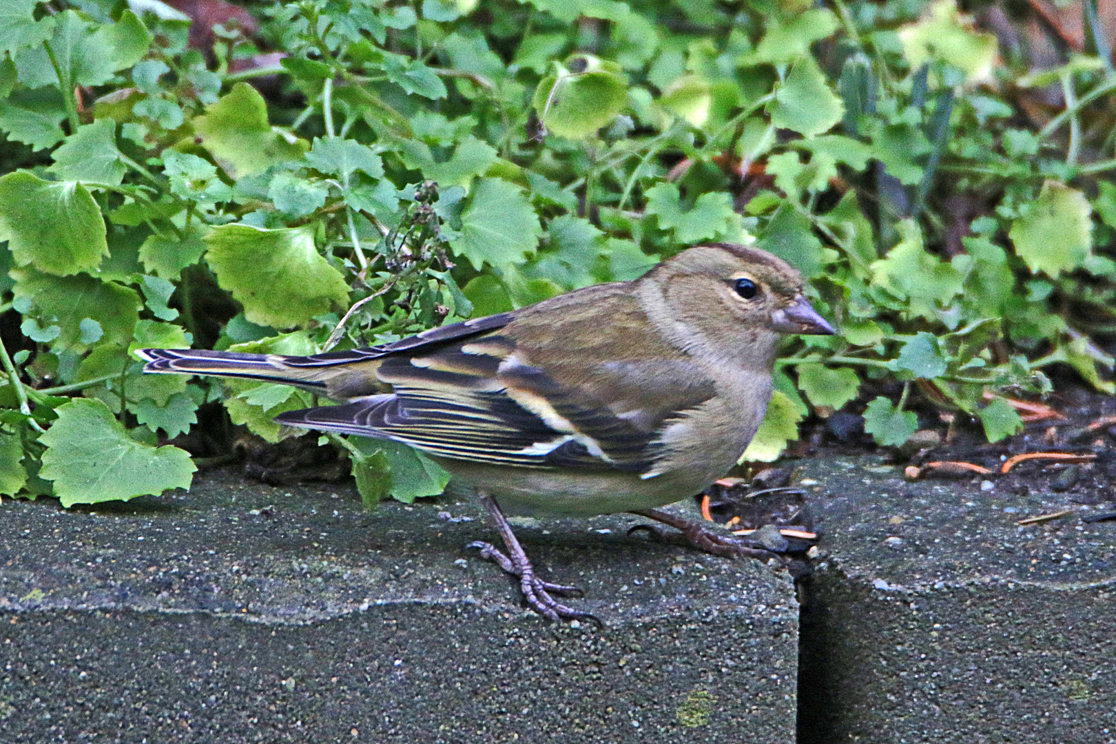 Sein erster Besuch in diesem Jahr bei uns im Garten