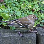 Sein erster Besuch in diesem Jahr bei uns im Garten