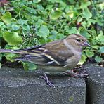 Sein erster Besuch in diesem Jahr bei uns im Garten