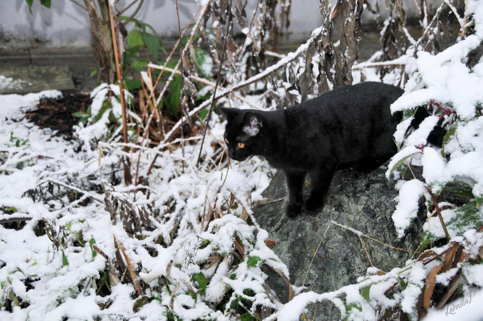 Sein erster Schnee