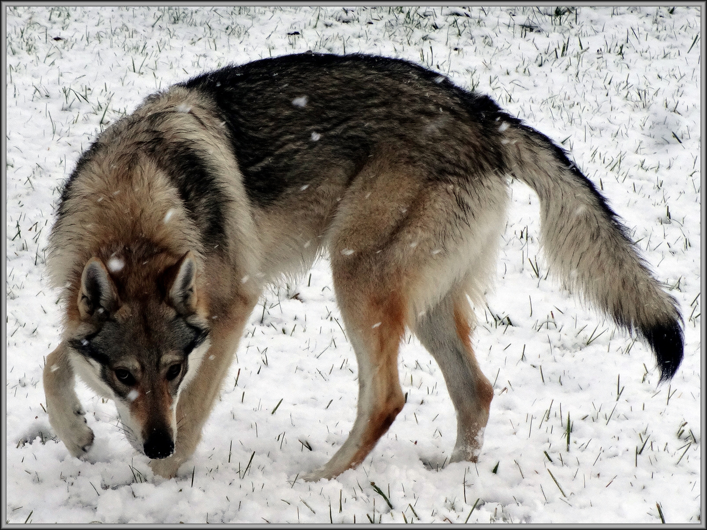 Sein erster Schnee .