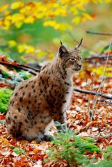 Sein Fell macht ihn im Herbstwald fast unsichtbar