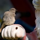 Sein Freund der Gartenzwerg (Hausrotschwanz)