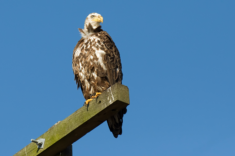 Sein freundlichster Blick...