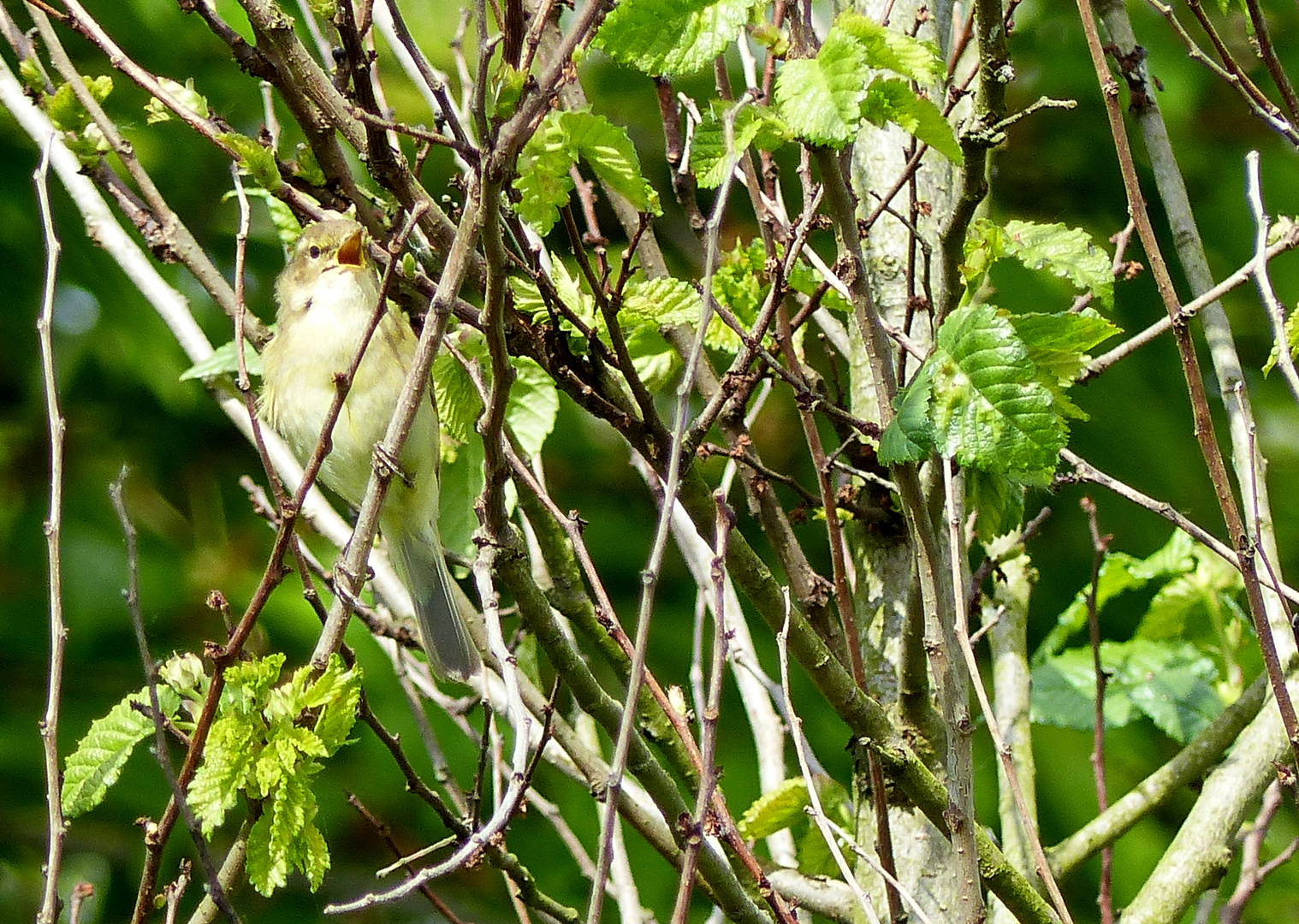 Sein Gesang verriet sein Versteck 