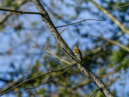Sein Gesang war weit zu hören,