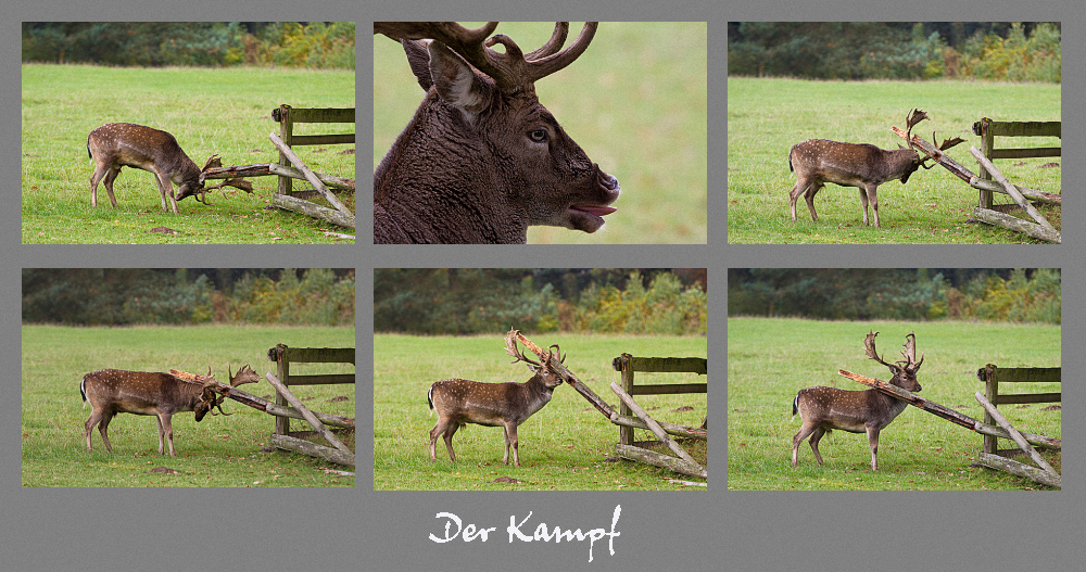 Sein heroischer Kampf mit dem Holzpfahl