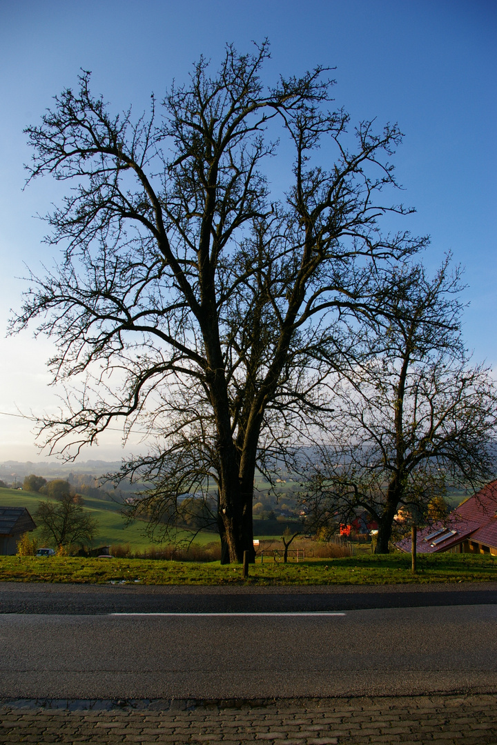 Sein letzter Herbst.