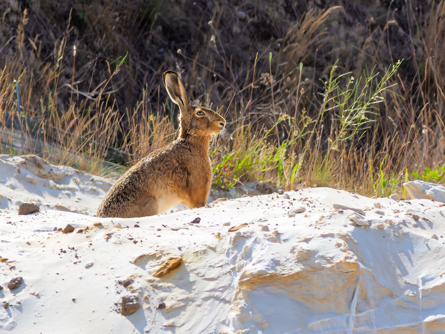 Sein Name ist Hase…