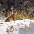 Sein Name ist Hase…