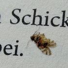 Sein Schicksal - vorbei