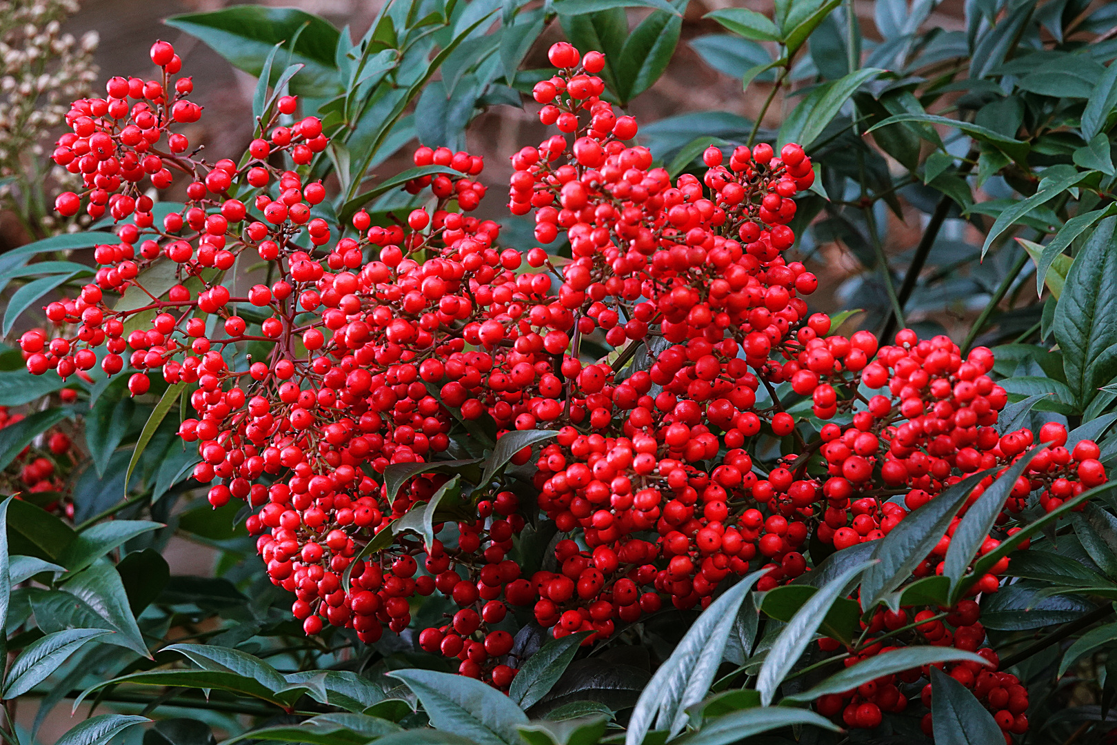 seine Beeren leuchten in der dunklen Zeit besonders schön